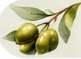 Ayvalık Zeytin Çiçeği