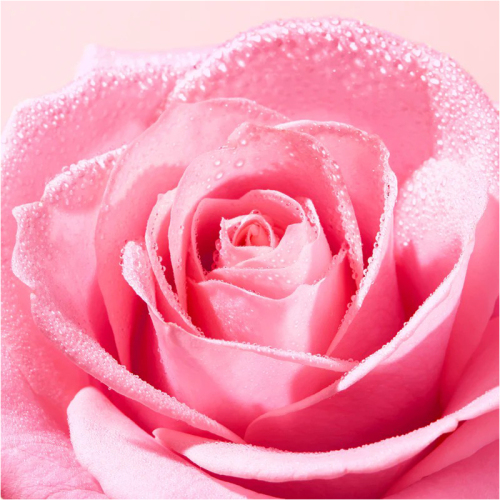 Nuxe Very Rose Soothing Shower Gel Duş Jeli 750 ml - Nuxe (1)