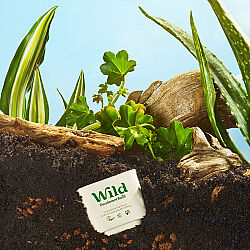 Wild Refill Yedek Stick Deodorant İçi Doğal Formül - Honey - Cactus Flower 40 g - 7